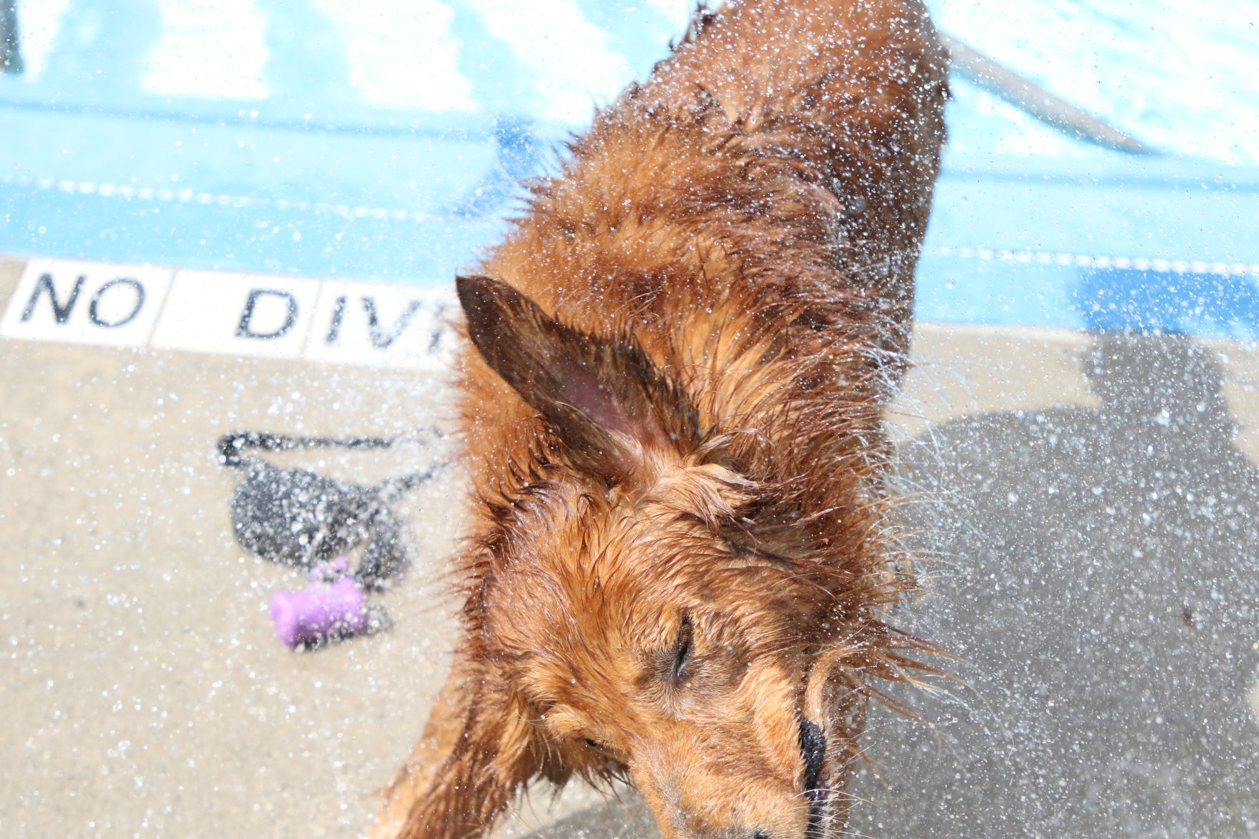 Dogs at the pool (57).JPG